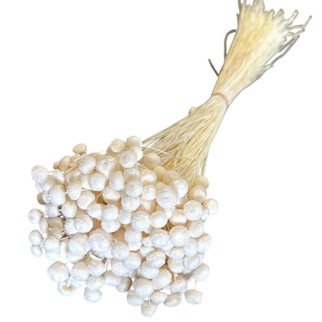 Wit gebleekte Botao droogbloemen | Lengte ± 45 centimeter | Gewicht ± 100 gram