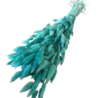 Casa Alegria Aquablauwe Lagurus droogbloemen | Lengte ± 70 centimeter | Gewicht ± 100 gram