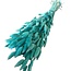 Aquablauwe Lagurus droogbloemen | Lengte ± 70 centimeter | Gewicht ± 100 gram