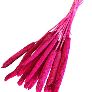 Casa Alegria Fuchsia Babala fleurs séchées | Longueur ± 65 centimètres | Par 15 tiges