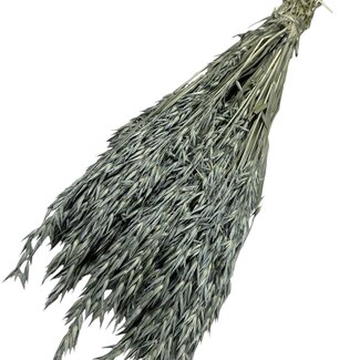 Dutch Dried Euca verte Avena Avoine fleurs séchées | Longueur ± 70 centimètres | Poids ± 150 grammes