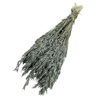 Dutch Dried Euca groene Avena Haver droogbloemen | Lengte ± 70 centimeter | Gewicht ± 150 gram