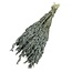 Euca green Avena Oats dried flowers | Length ± 70 centimetres | Weight ± 150 grams