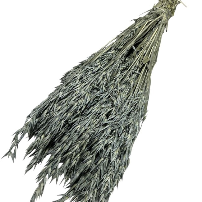 Euca groene Avena Haver droogbloemen | Lengte ± 70 centimeter | Gewicht ± 150 gram