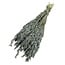Euca green Avena Oats dried flowers | Length ± 70 centimetres | Weight ± 150 grams