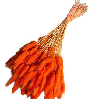 Dolce Vita Orange Lagurus dried flowers | Length ± 70 centimetres | Weight ± 100 grams