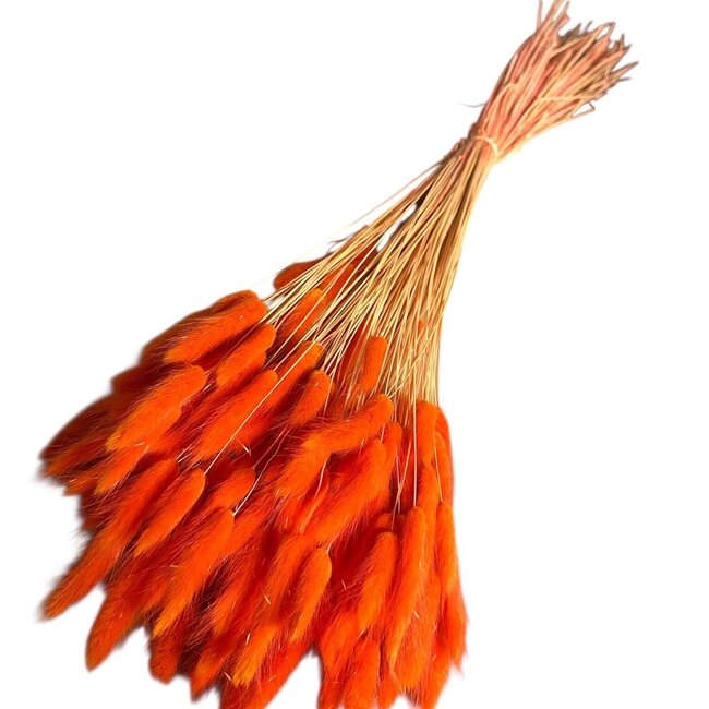 Orange Lagurus dried flowers | Length ± 70 centimetres | Weight ± 100 grams
