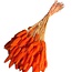 Orange Lagurus dried flowers | Length ± 70 centimetres | Weight ± 100 grams
