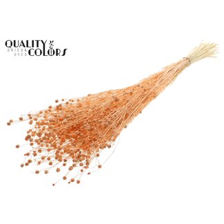 QC Gedroogd Gebleekt Lino Vlas | Kleur: Frosted Zalmkleurig | Linum Droogbloemen | Lengte ± 70 centimeter | Gewicht 100 gram | Per bos