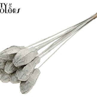 QC Gousse de graines d'acajou sur tige | Couleur : Platine | Fruits secs de Swietenia Mahagoni sur pique | Longueur du pique ± 50 centimètres | 10 piques par bouquet