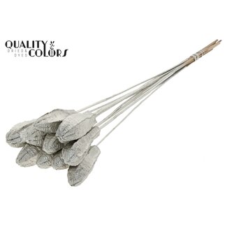 QC Mahonie Zaadpeul op stok | Kleur: Platinakleurig | Swietenia Mahagoni Droogvruchten Bijsteker | Lengte bijsteker ± 50 centimeter | 10 bijstekers per bos