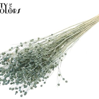 QC Gedroogd Gebleekt Lino Vlas | Kleur: Frosted Lichtblauw | Linum Droogbloemen | Lengte ± 70 centimeter | Gewicht 100 gram | Per bos