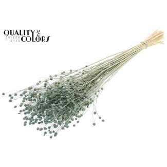 QC Gedroogd Gebleekt Lino Vlas | Kleur: Frosted Lichtblauw | Linum Droogbloemen | Lengte ± 70 centimeter | Gewicht 100 gram | Per bos