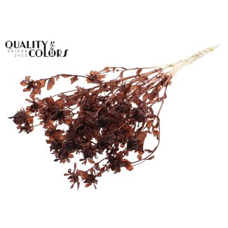 QC Carthamus Séché Blanchi | Couleur : Marron | Fleurs Séchées de Carthame ou Bidens | Longueur ± 70 centimètres | Par bouquet