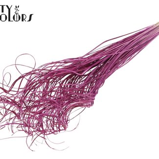 QC Gedroogd Palmblad Nerf | Curly Ting Ting | Kleur: Lilakleurig | Lengte ± 70 centimeter | 100 takken per bos | Per bos