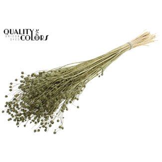QC Gedroogd Gebleekt Lino Vlas | Kleur: Olijfgroen | Linum Droogbloemen | Lengte ± 70 centimeter | Gewicht 100 gram | Per bos