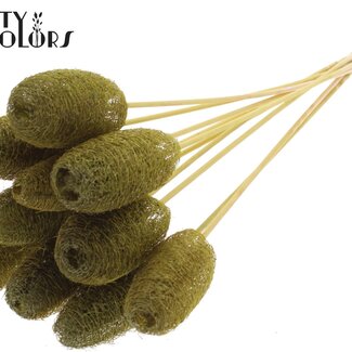 QC Mini Luffa Éponge sur tige | Couleur : Vert olive | Pique Loofah | Longueur ± 50 centimètres | 10 piques par bouquet