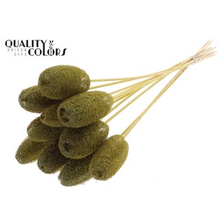 QC Mini Loofah Sponge on stick | Colour: Olive Green | Loofah Plant Stake | Length ± 50 centimetres | 10 stakes per bunch
