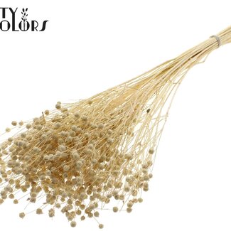 QC Getrockneter Gebleichter Leinenflachs | Farbe: Frosted Weiß | Linum Trockenblumen | Länge ± 70 Zentimeter | Gewicht 100 Gramm | Pro Bund
