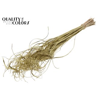QC Getrocknetes Palmblatt Nerv | Curly Ting Ting | Farbe: Goldfarben | Länge ± 70 Zentimeter | 100 Zweige pro Bund | Pro Bund