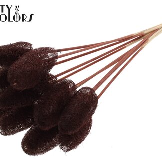 QC Mini Luffa Schwamm auf Stiel | Farbe: Braun | Loofah-Stecker | Länge ± 50 Zentimeter | 10 Stecker pro Bund