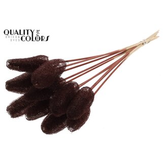 QC Mini Loofah Sponge on stick | Colour: Brown | Loofah Plant Stake | Length ± 50 centimetres | 10 stakes per bunch