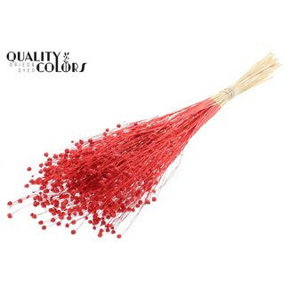 QC Gedroogd Gebleekt Lino Vlas | Kleur: Rood | Linum Droogbloemen | Lengte ± 70 centimeter | Gewicht 100 gram | Per bos