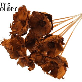 QC Dried Bleached Palm Cup on stem | Colour: Terracotta | Length ± 50 centimetres | 10 stems per bunch