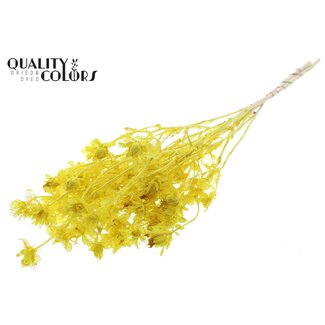 QC Dried Bleached Carthamus | Colour: Yellow | Safflower or Bidens Dried Flowers | Length ± 70 centimetres | Per bunch