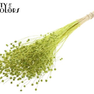 QC Getrockneter Gebleichter Lino Flachs | Farbe: Hellgrün | Linum Trockenblumen | Länge ± 70 Zentimeter | Gewicht 100 Gramm | Pro Bund