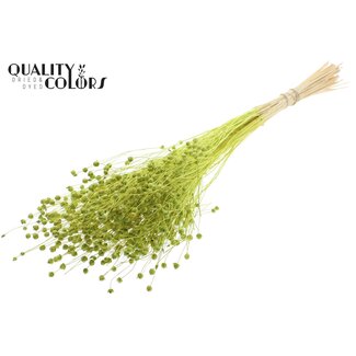 QC Gedroogd Gebleekt Lino Vlas | Kleur: Lichtgroen | Linum Droogbloemen | Lengte ± 70 centimeter | Gewicht 100 gram | Per bos