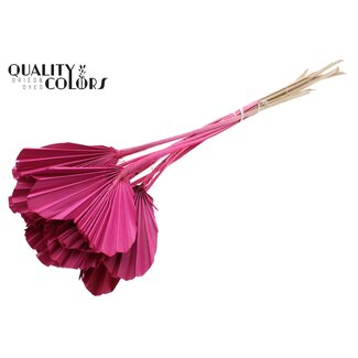 QC Getrocknete Palm Spear Heart | Farbe: Kirschfarben | Palmblätter in Herzform | Länge ± 45 Zentimeter | 10 Zweige pro Bund | Pro Bund