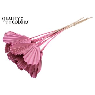 QC Getrocknete Palm Spear Heart | Farbe: Frosted Hellrosa | Palmblätter in Herzform | Länge ± 45 Zentimeter | 10 Stiele pro Bund | Pro Bund