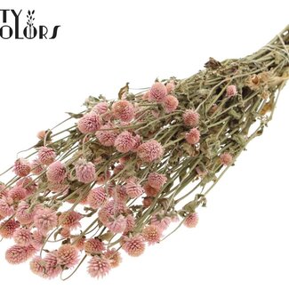 QC Getrocknete Kugelamaranth | Farbe: Natürliches Rosa | Gomphrena Trockenblumen | Länge ± 55 Zentimeter | Gewicht 100 Gramm | Pro Bund