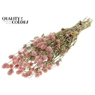 QC Gedroogde Kogelamaranth | Kleur: Naturelle Roze | Gomphrena Droogbloemen | Lengte ± 55 centimeter | Gewicht 100 gram | Per bos