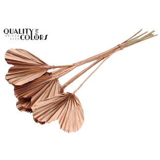 QC Getrocknete Palm Spear Heart | Farbe: Kupferfarben | Palmenblätter in Herzform | Länge ± 45 Zentimeter | 10 Zweige pro Bund | Pro Bund