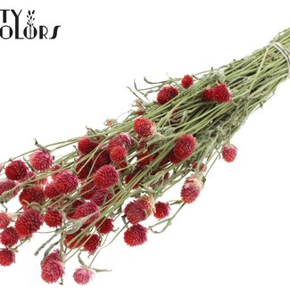 QC Amarante à Boules Séchée | Couleur : Rouge Naturel | Fleurs Séchées Gomphrena | Longueur ± 55 centimètres | Poids 100 grammes | Par bouquet