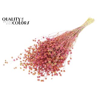 QC Gedroogd Lino Vlas | Kleur: Meerkleurig Kerskleurig | Linum Droogbloemen | Lengte ± 50 centimeter | Gewicht 150 gram | Per bos