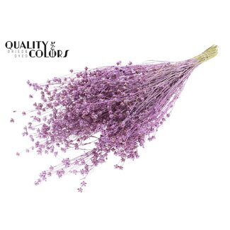 QC Lino Lin Séché | Couleur : Rose Métallique avec Paillettes | Fleurs Séchées de Linum | Longueur ± 50 centimètres | Poids 150 grammes | Par bouquet