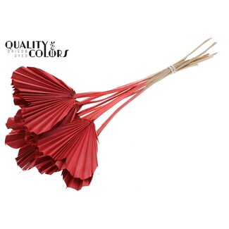 QC Dried Palm Spear Heart | Colour: Coral | Heart-Shaped Palm Leaves | Length ± 45 centimetres | 10 stems per bunch | Per bunch