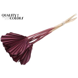 QC Dried Palm Spear Heart | Colour: Bordeaux Red | Heart-Shaped Palm Leaves | Length ± 45 centimetres | 10 stems per bunch | Per bunch