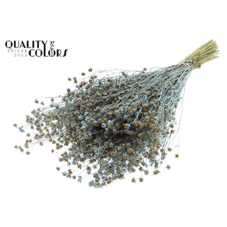 QC Gedroogd Lino Vlas | Kleur: Pearl Blauw | Linum Droogbloemen | Lengte ± 50 centimeter | Gewicht 150 gram | Per bos