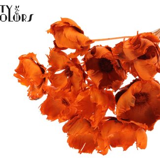 QC Dried Bleached Palm Cup on Stem | Colour: Orange | Length ± 50 centimetres | 10 stems per bunch