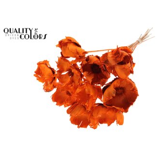 QC Gedroogde Gebleekte Palm Cup op steel | Kleur: Oranje | Lengte ± 50 centimeter | 10 stelen per bos