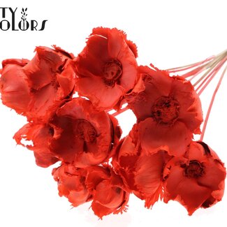 QC Palm Cup séchée blanchie sur tige | Couleur : Corail | Longueur ± 50 centimètres | 10 tiges par bouquet