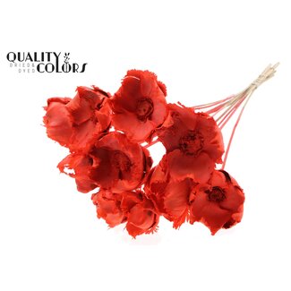 QC Dried Bleached Palm Cup on Stem | Colour: Coral | Length ± 50 centimetres | 10 stems per bunch