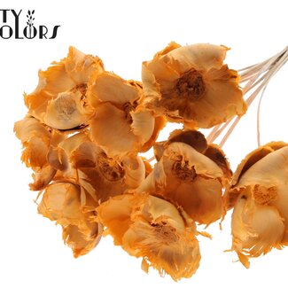 QC Palm Cup séchée blanchie sur tige | Couleur : Saumon givré | Longueur ± 50 centimètres | 10 tiges par bouquet