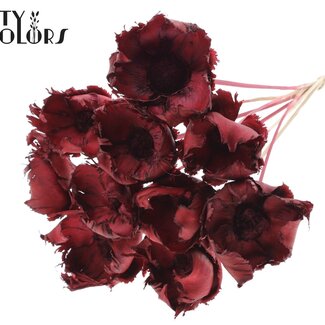 QC Dried Bleached Palm Cup on Stem | Colour: Bordeaux Red | Length ± 50 centimetres | 10 stems per bunch