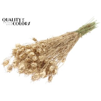 QC Gedroogd Juffertje-in-het-groen | Kleur: Antiek Goudkleurig | Nigella Droogbloemen | Lengte ± 45 centimeter | Gewicht 150 gram | Per bos