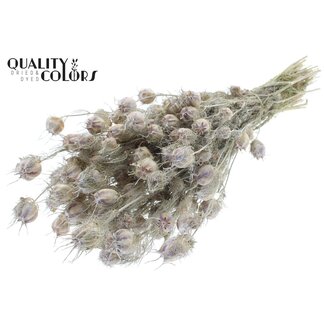 QC Gedroogd Juffertje-in-het-groen | Kleur: Frosted Wit | Nigella Droogbloemen | Lengte ± 45 centimeter | Gewicht 150 gram | Per bos